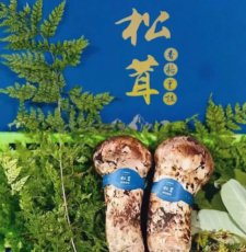 又是一個(gè)香格里拉松茸季節(jié)“以松茸為始，以松茸為終