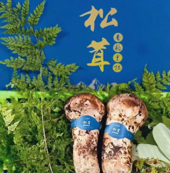 又是一個香格里拉松茸季節“以松茸為始，以松茸為終”